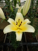 [4153 Catina No02.JPG]